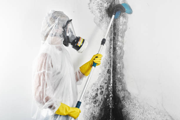 Reliable Byron Center, MI Mold Removal Solutions